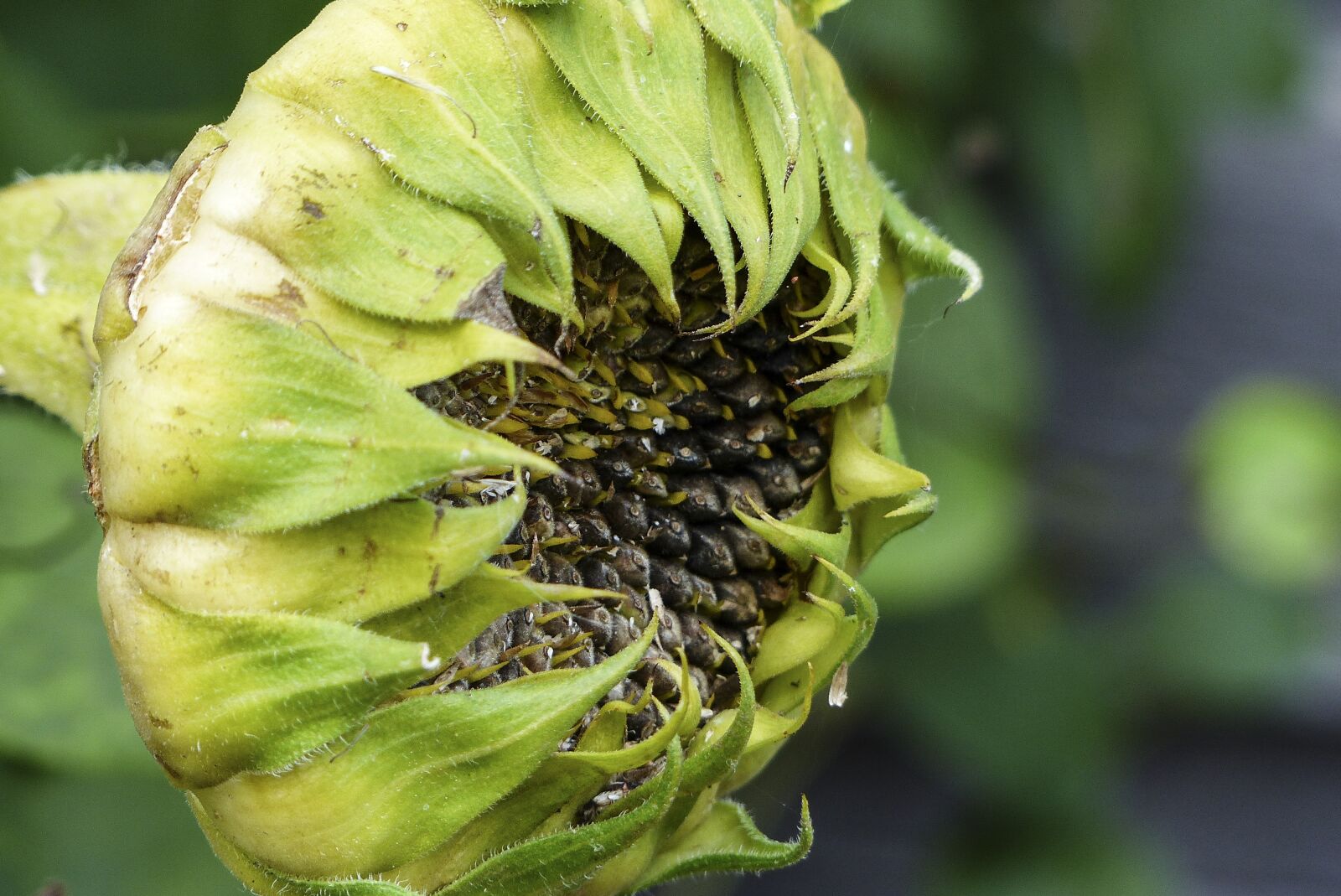 Panasonic Lumix DMC-FZ200 sample photo. Withered, sunflower, ripe fruit photography