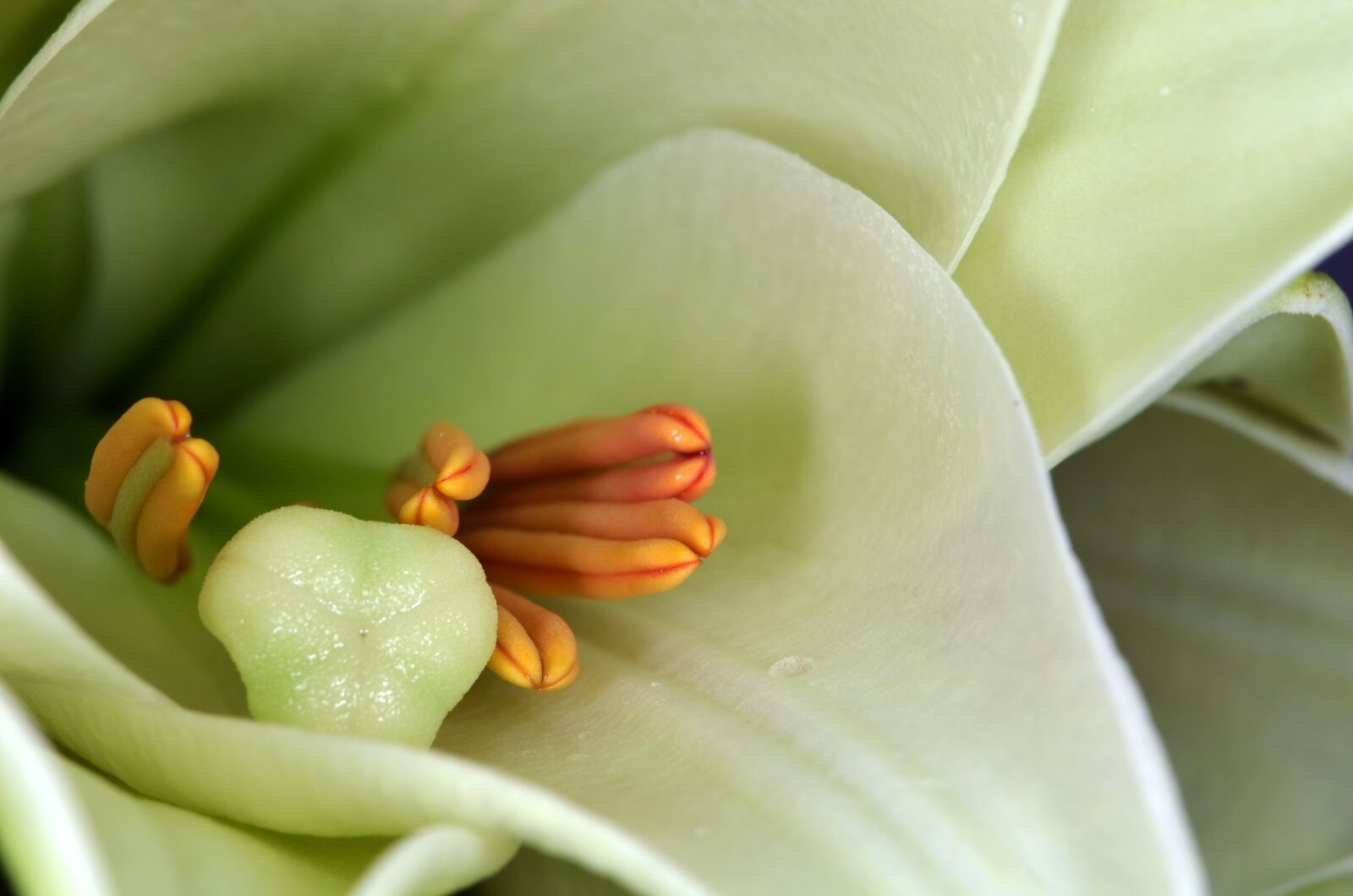 Nikon D5100 sample photo. Lily, stamens, stamp photography