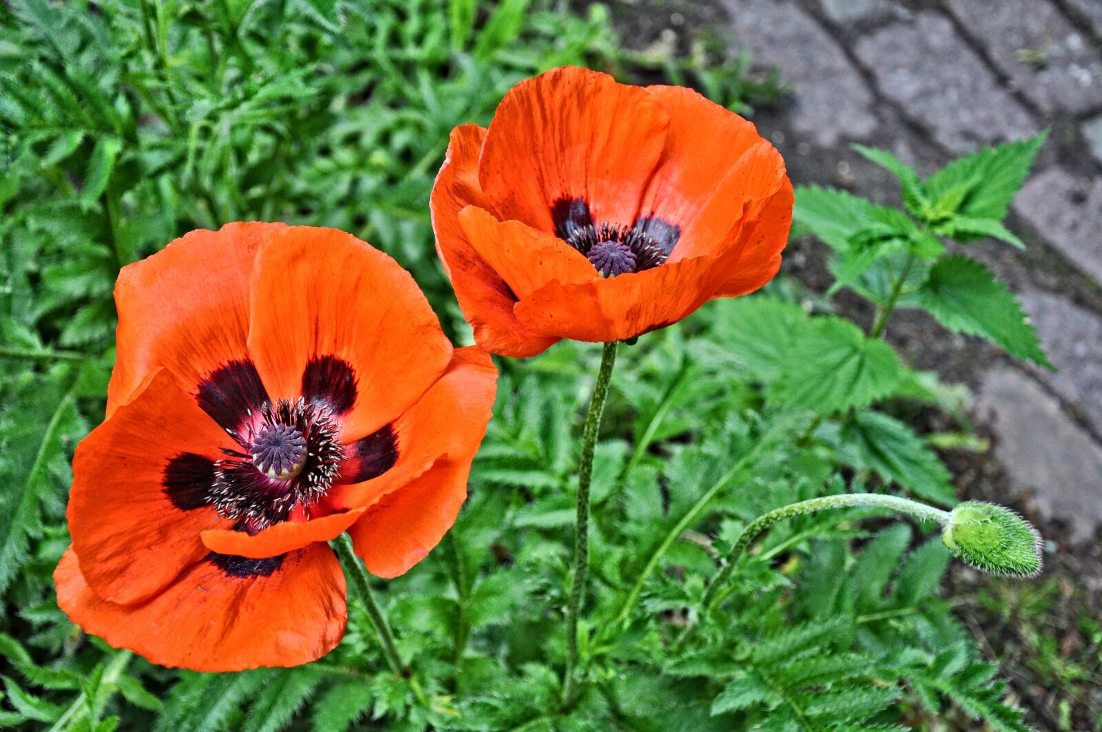 Nikon D90 sample photo. Poppy, papaver, flower photography