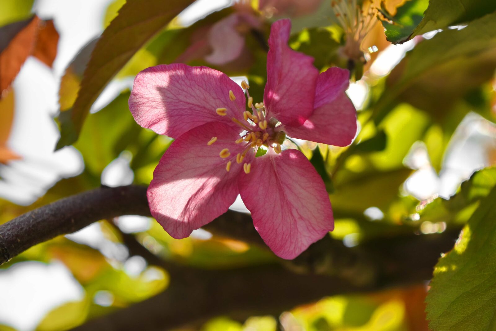 Nikon D5500 sample photo. Detail, pistil, pollen, blossom photography