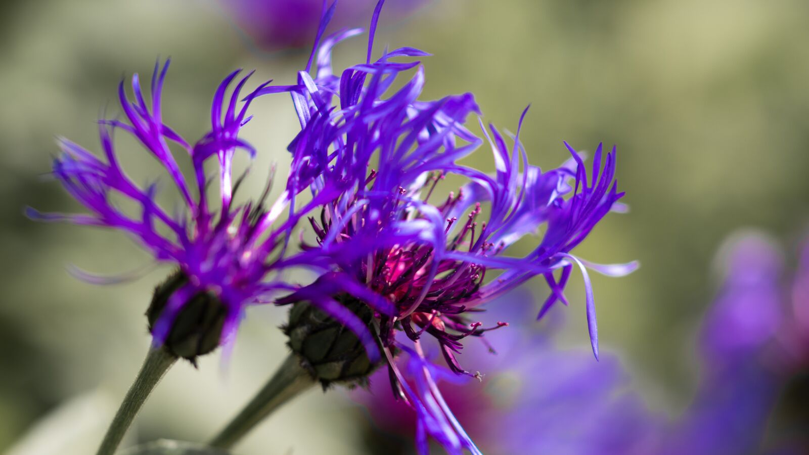 Canon EOS 80D sample photo. Flower, purple, plant photography