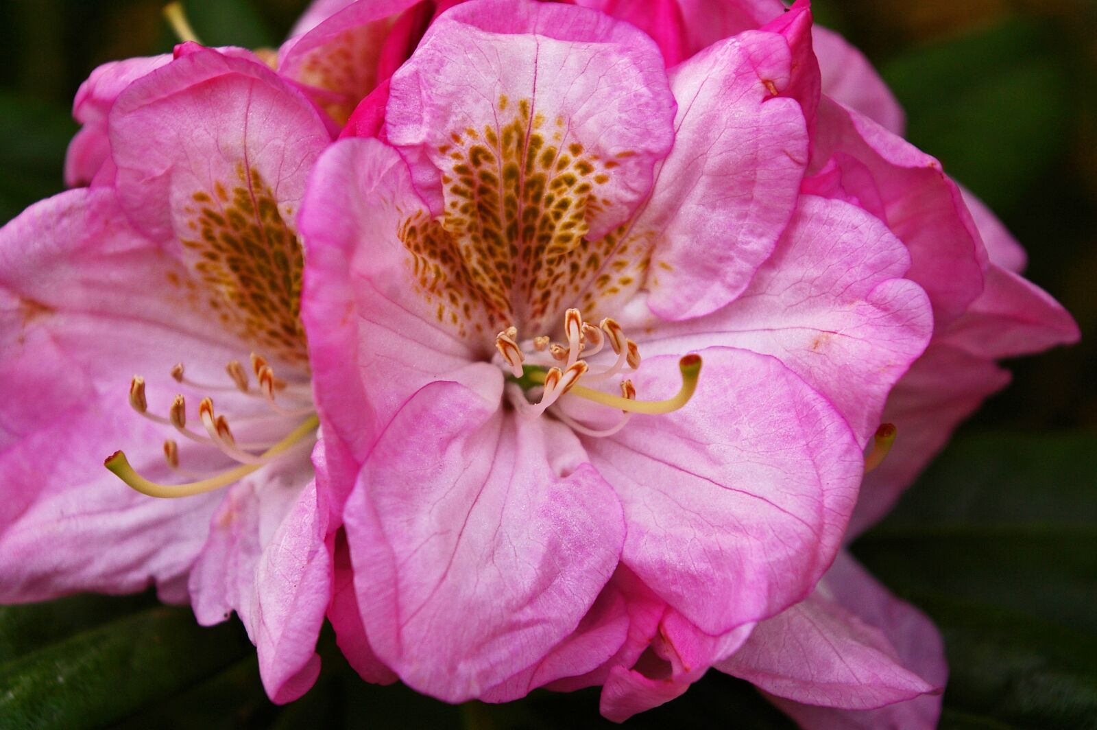 Pentax *ist DL2 sample photo. Rhododendron, garden, blossom photography
