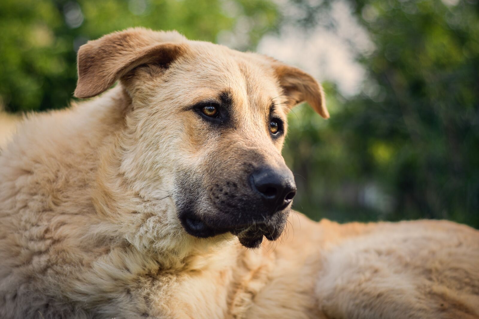 Nikon D7200 sample photo. Dog, dog portrait, pet photography