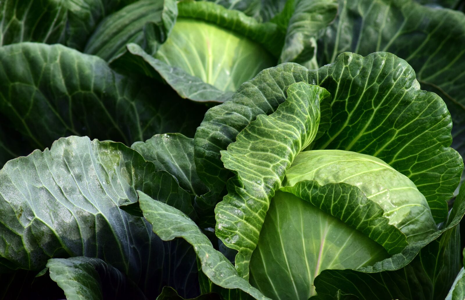 Nikon D3300 sample photo. White cabbage, herb, food photography