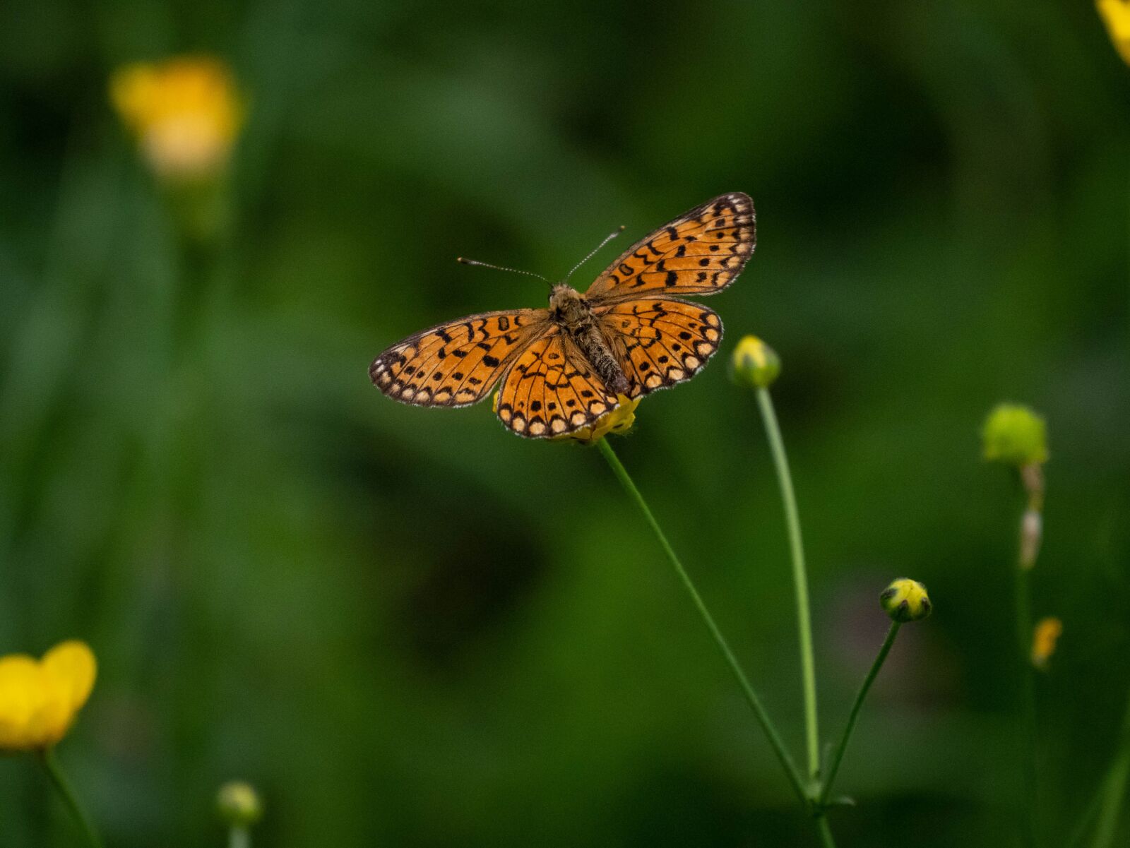 Panasonic Lumix DMC-GX85 (Lumix DMC-GX80 / Lumix DMC-GX7 Mark II) sample photo. Nature, butterfly, er photography
