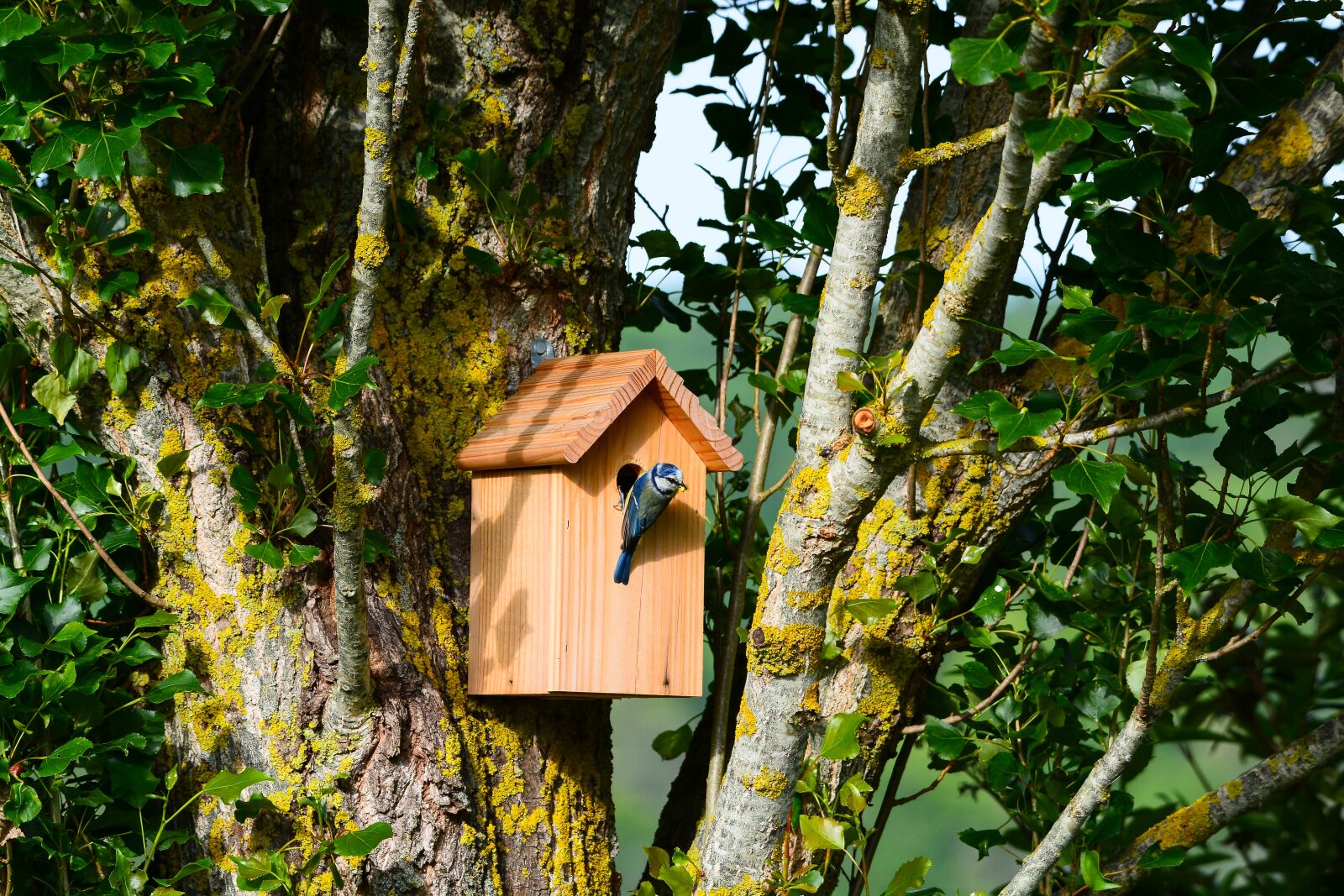 Nikon D7100 sample photo. Bird, blue tit, nest photography