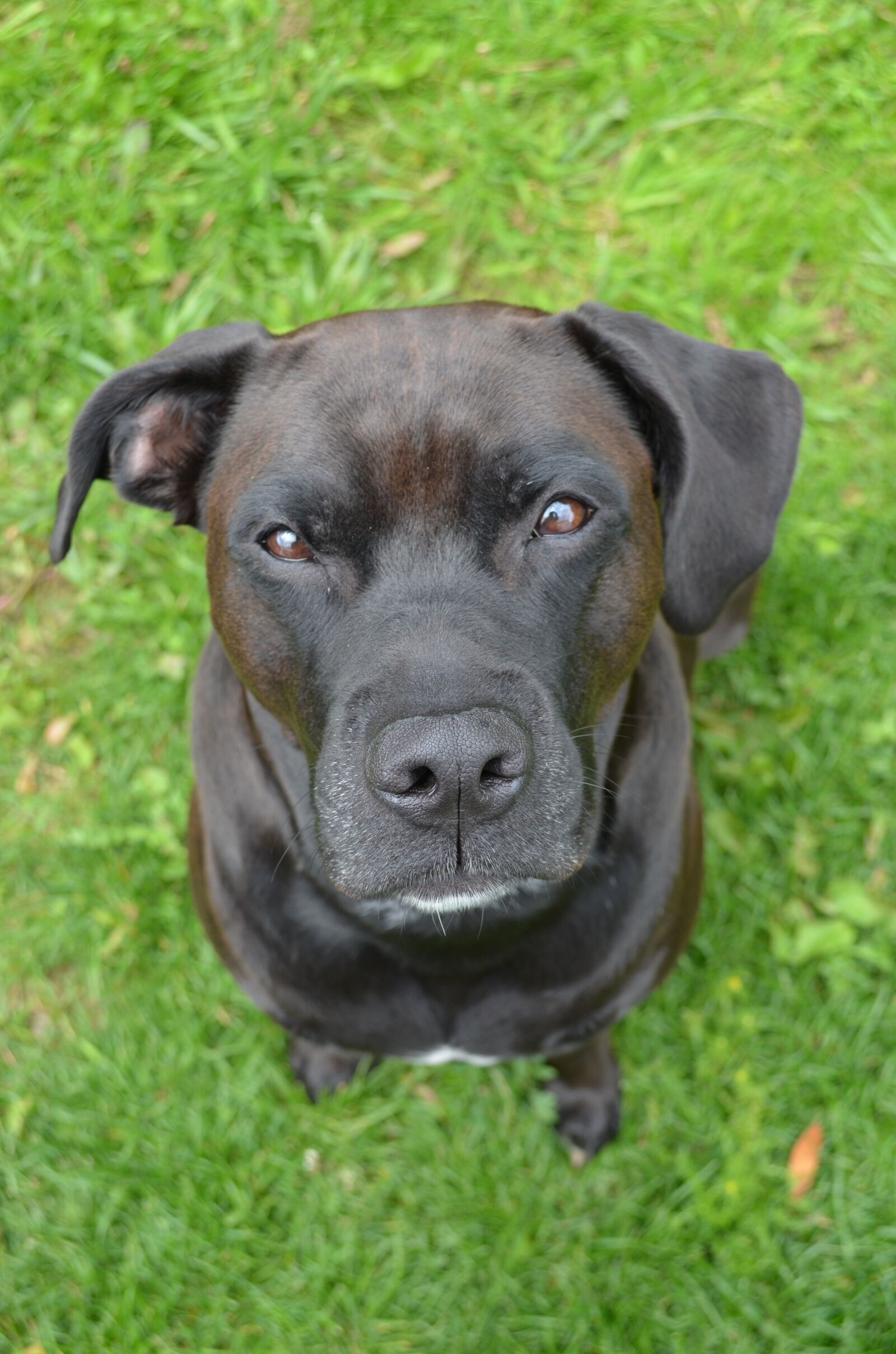 Nikon D5100 sample photo. Dog, mammal, animal photography