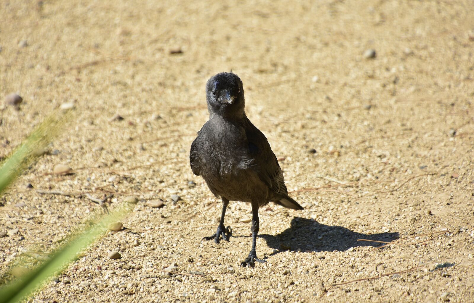 Nikon D7200 sample photo. Crows, rook, black photography