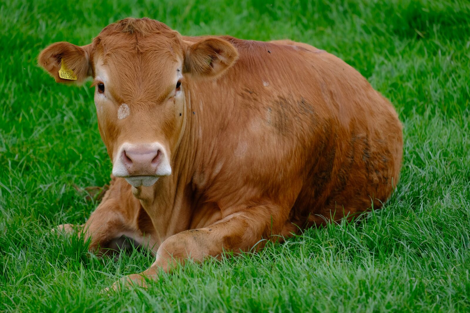 Fujifilm XF 55-200mm F3.5-4.8 R LM OIS sample photo. Cow, animal, farm photography