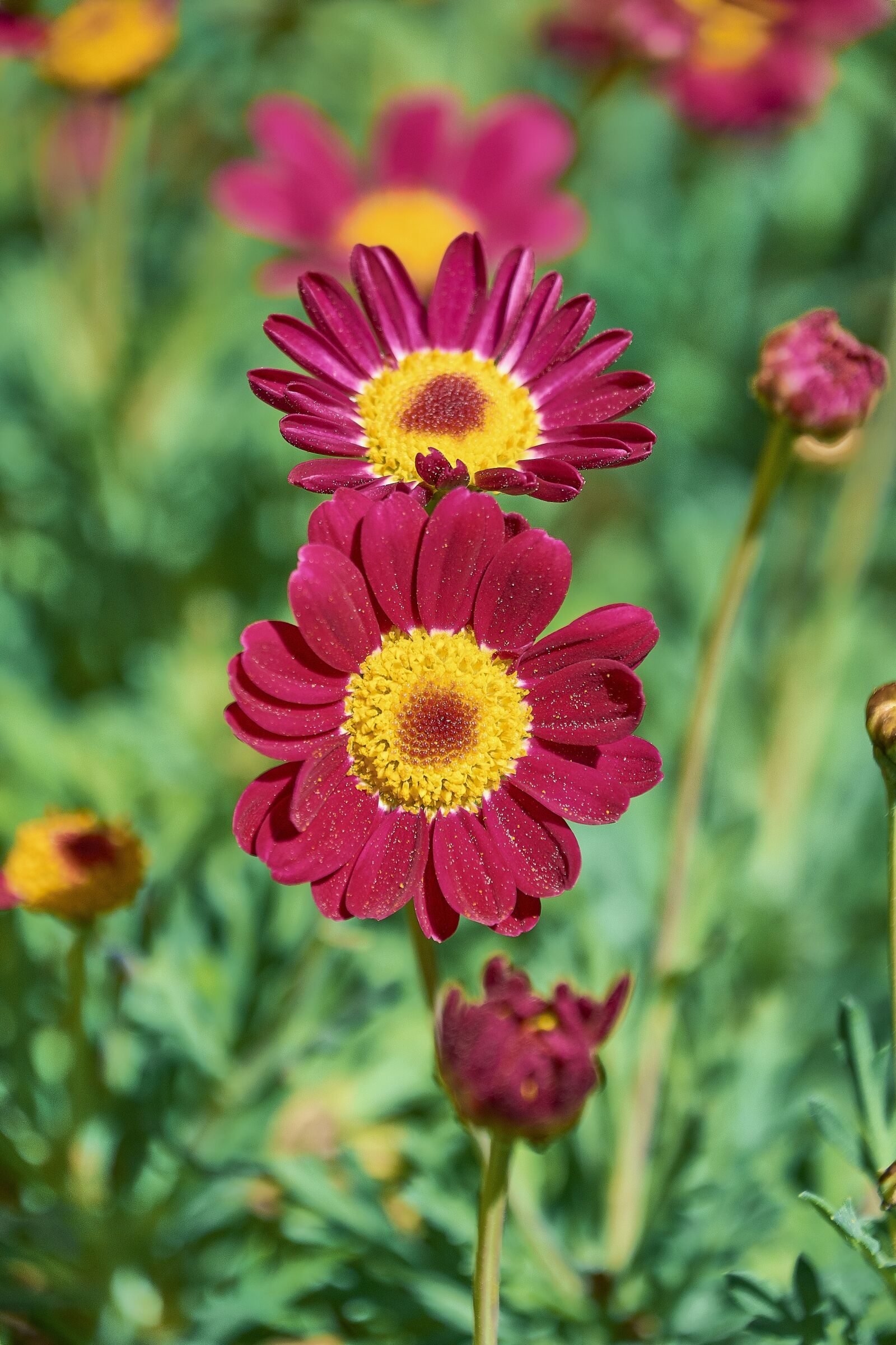 Nikon D7200 sample photo. Flower, garden, flowers photography