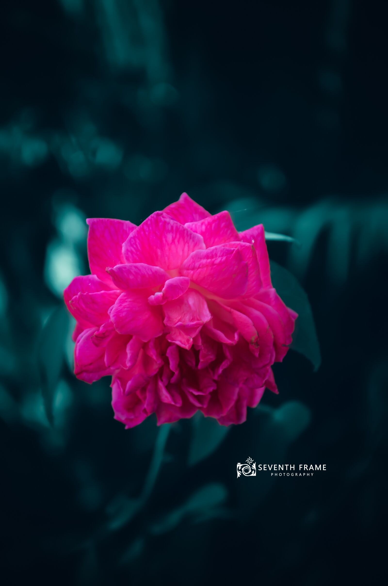 Nikon D5100 sample photo. Rose, roses, pin photography