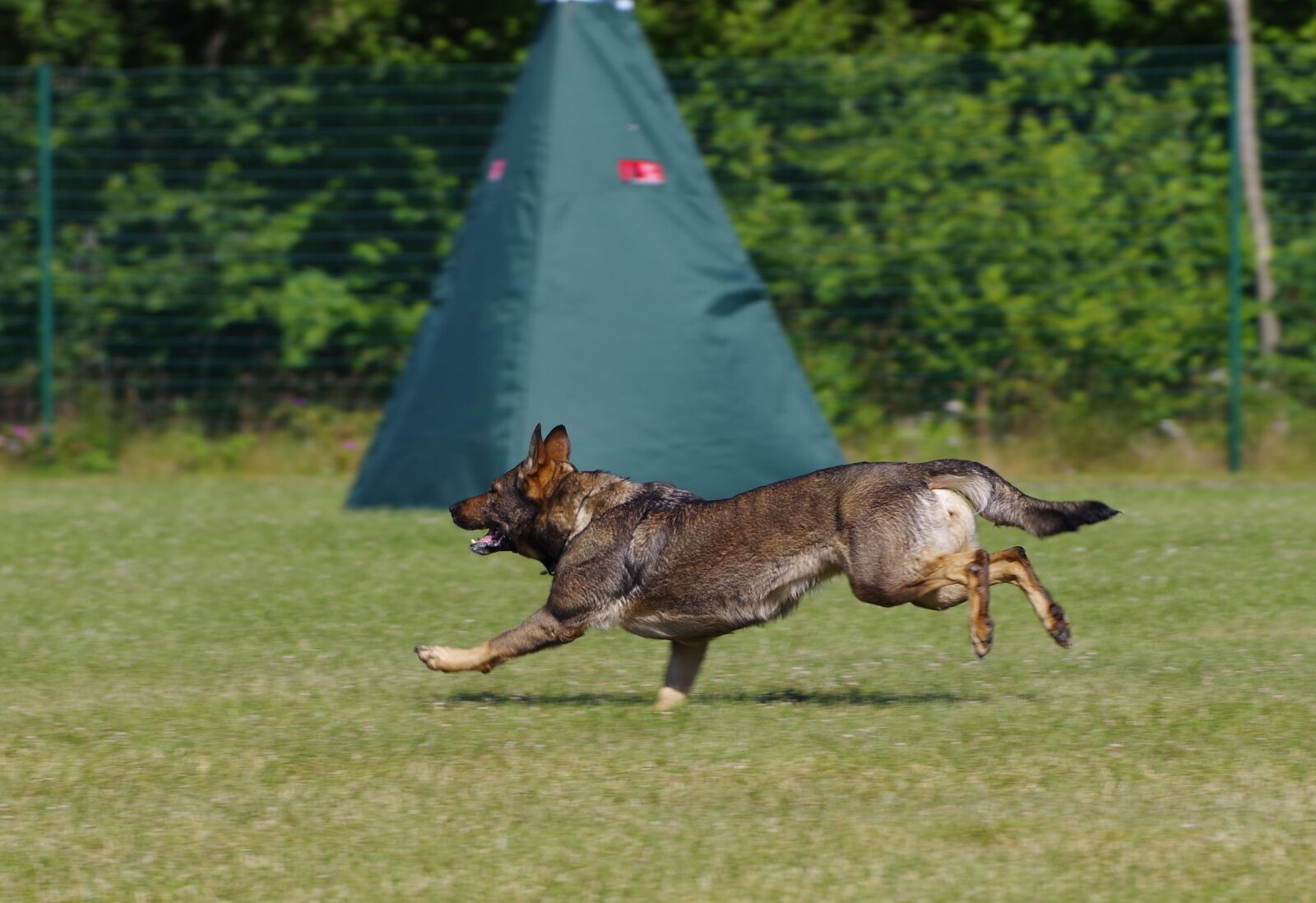 Pentax K-1 sample photo. German shepherd dog, running photography