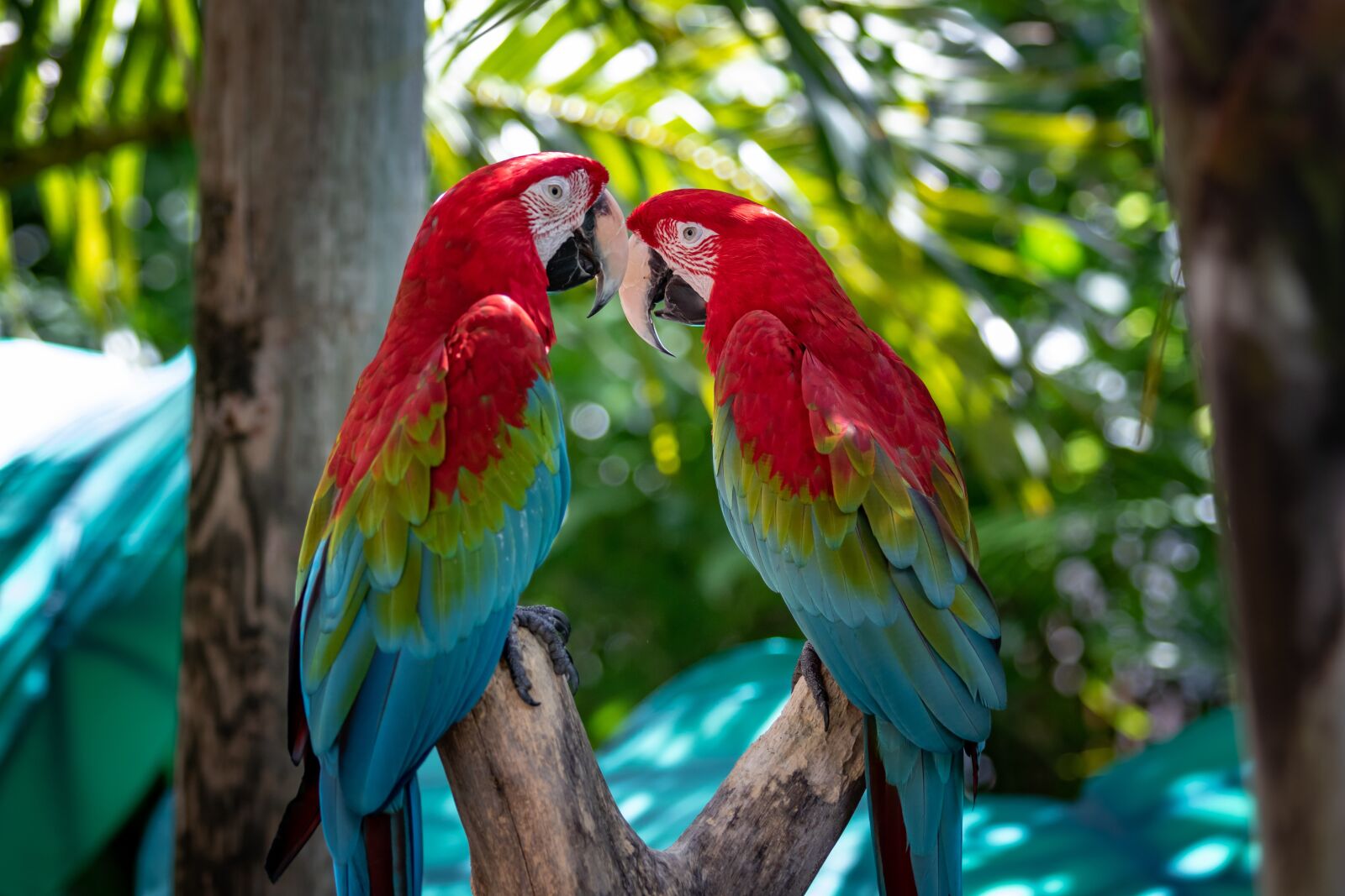 Canon EOS 7D Mark II + Canon EF 70-200mm F2.8L USM sample photo. Parrot, exotic, bird photography