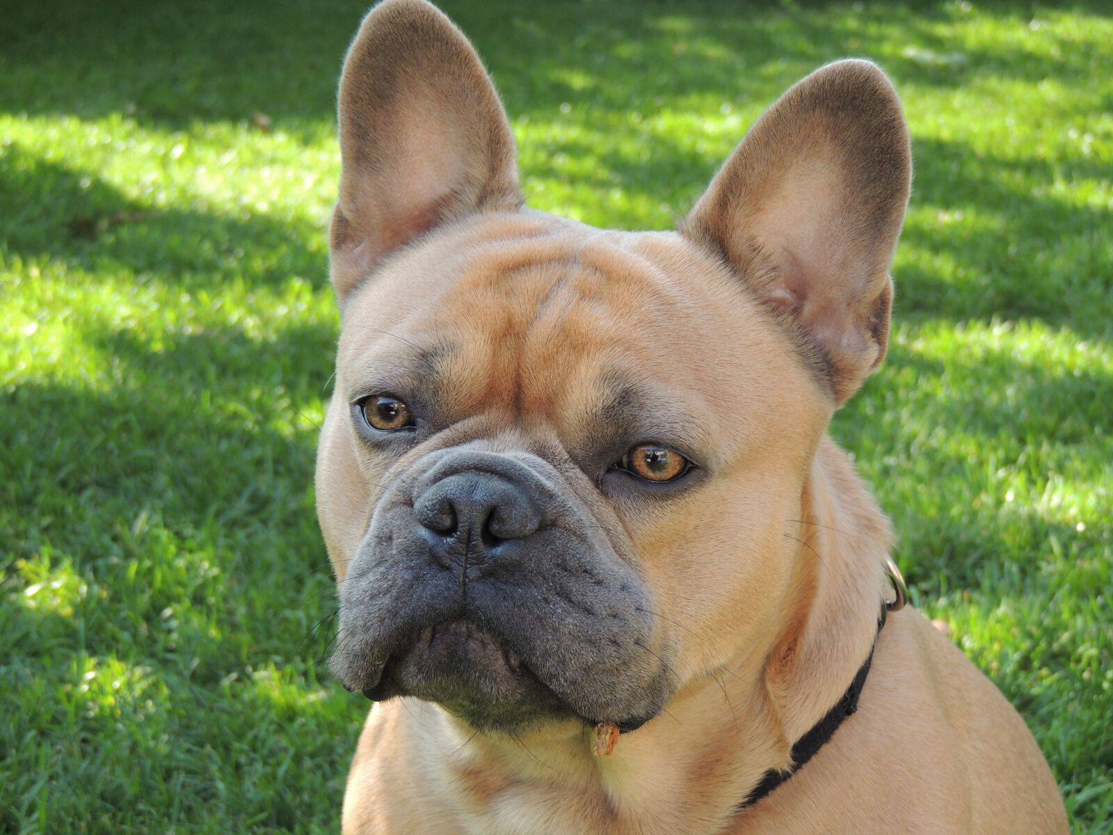 Nikon Coolpix P510 sample photo. Dog, animal, friend photography