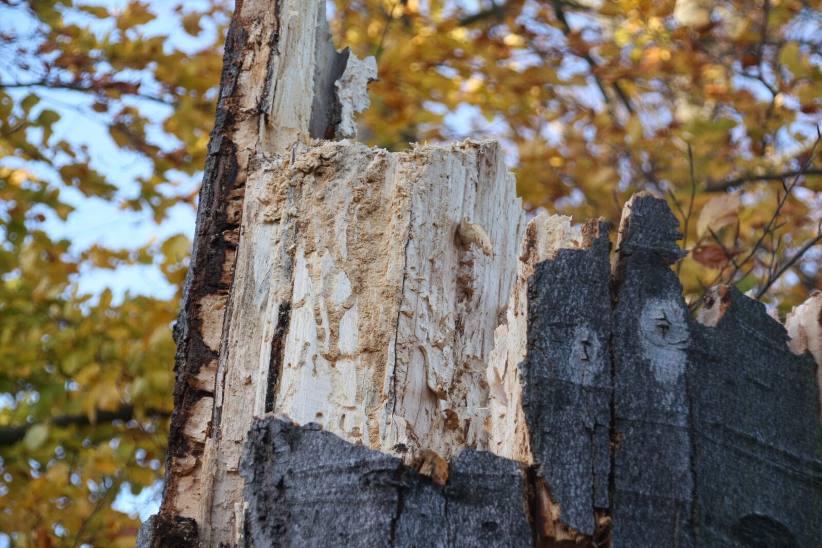 Canon EOS 450D (EOS Rebel XSi / EOS Kiss X2) sample photo. Wood, fungus, rot photography