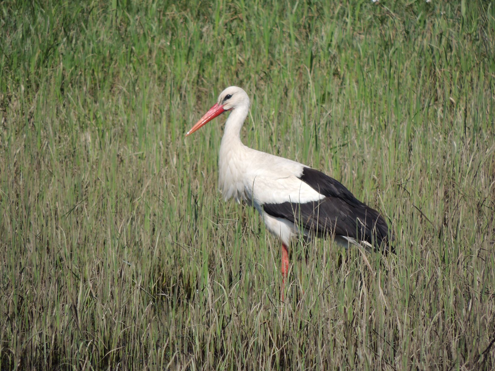 Nikon Coolpix P510 sample photo. Stork, meadow, bird photography