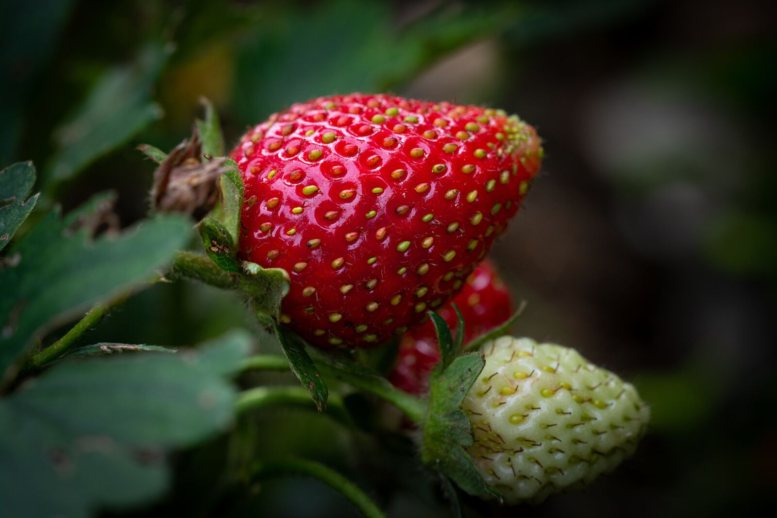 Nikon D7100 sample photo. Strawberry, ripening process, garden photography
