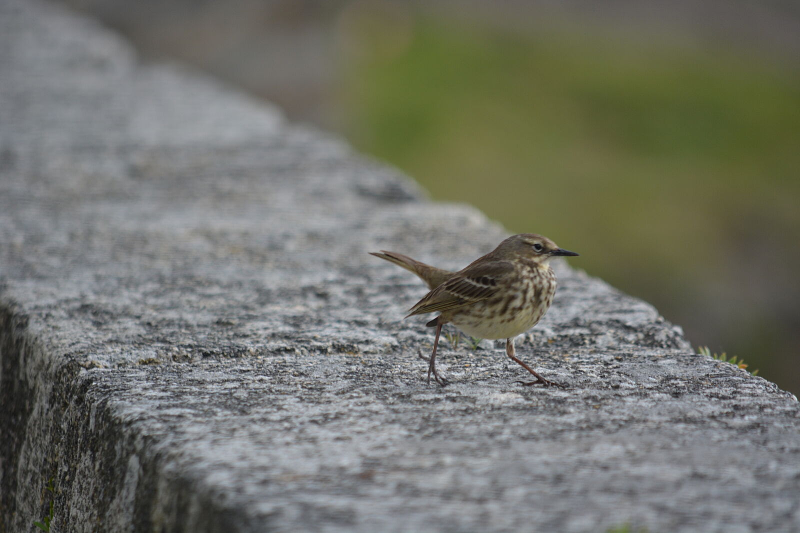 Nikon D5200 sample photo. Animalier, faune, nature, oiseau photography