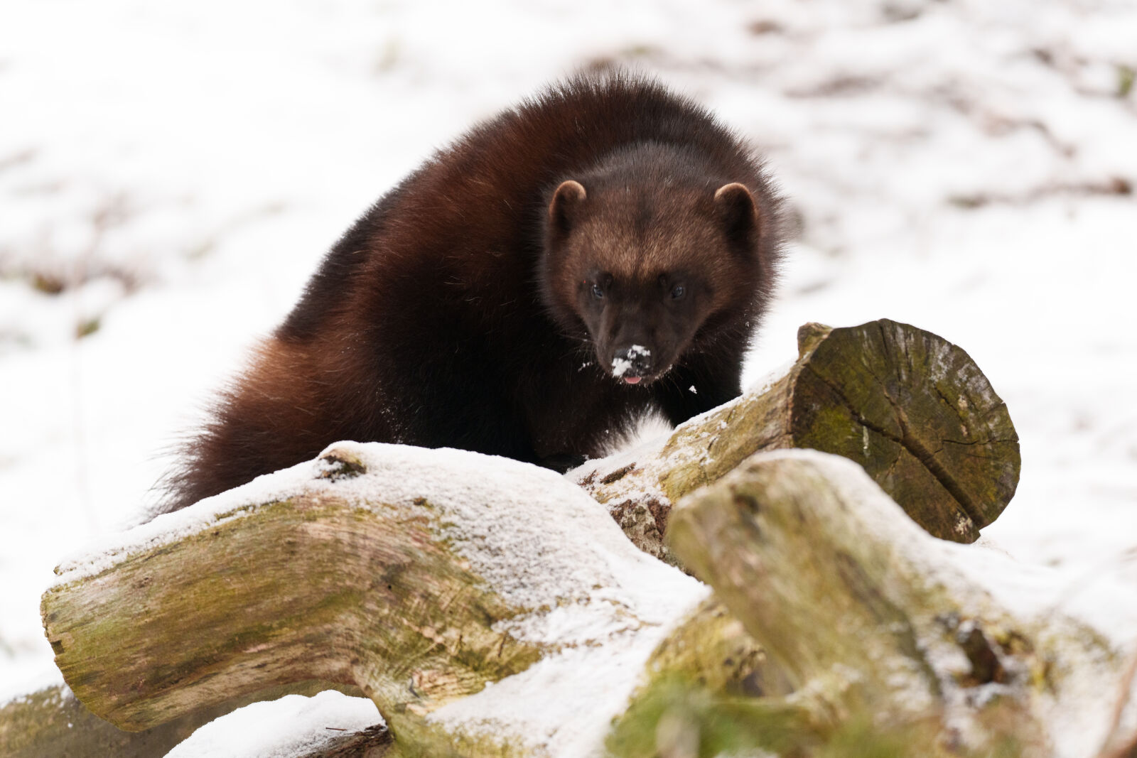 Sony a7R V sample photo. Animal feeding photography