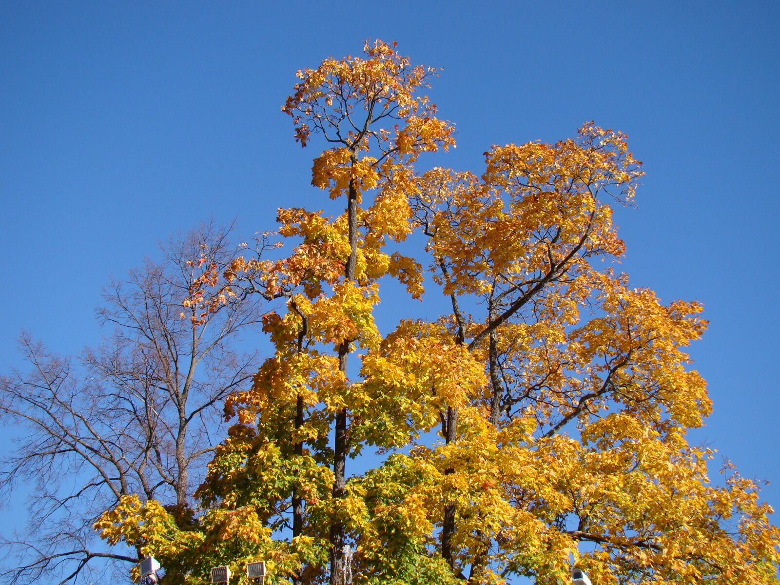 Sony Cyber-shot DSC-H50 sample photo. Autumn, tree, sky photography