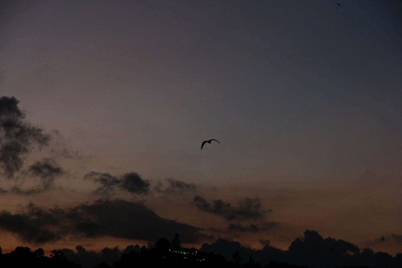 Canon EOS 20D sample photo. Fruitbat photography
