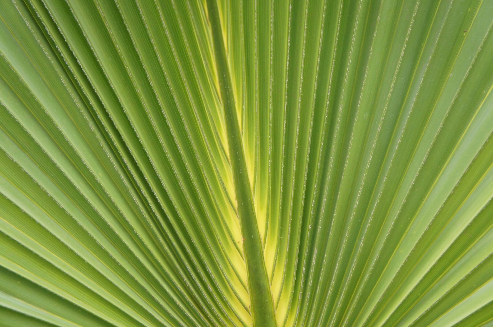 Sony Alpha NEX-C3 + Sony E 18-55mm F3.5-5.6 OSS sample photo. Leaf, plant, nature photography