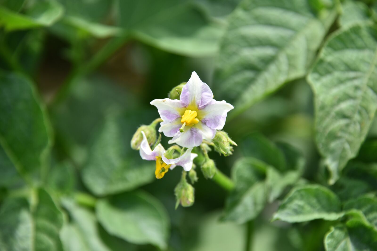Nikon D810 sample photo. Potato flowers, potato, vegetable photography