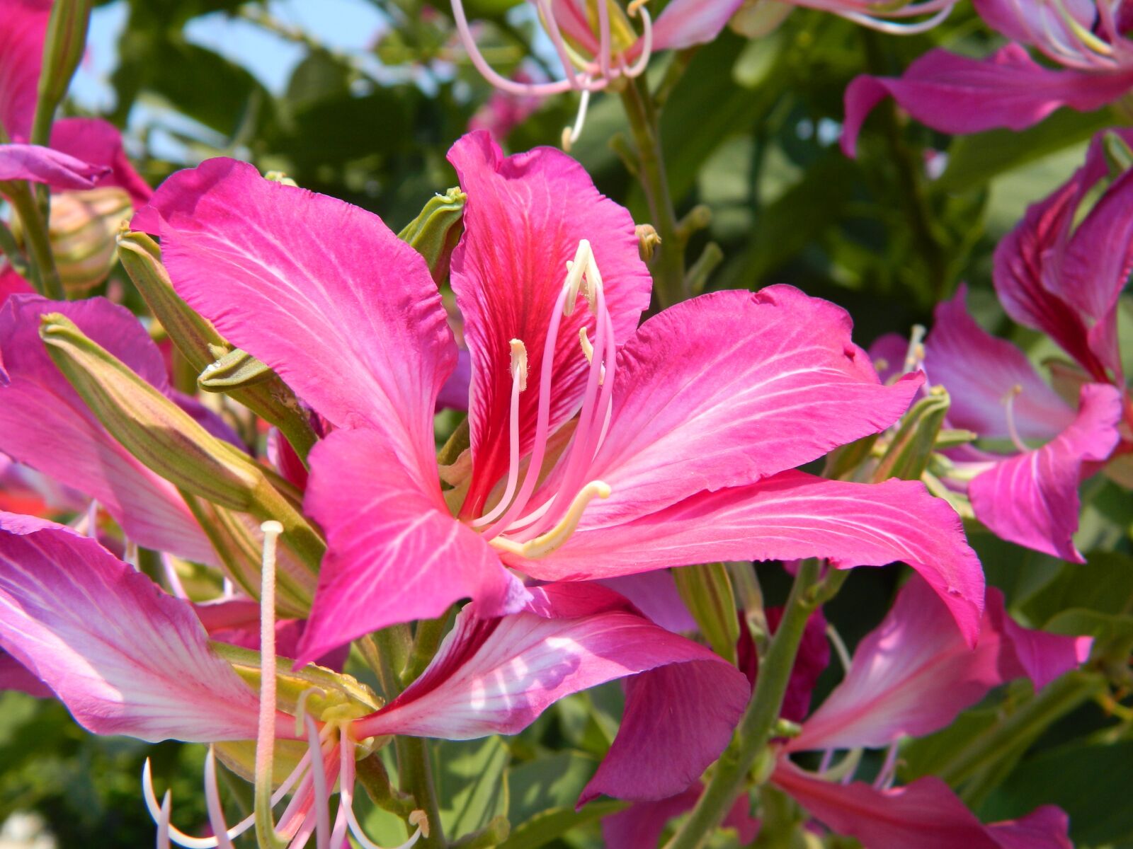 Nikon Coolpix L120 sample photo. Flower, plant photography