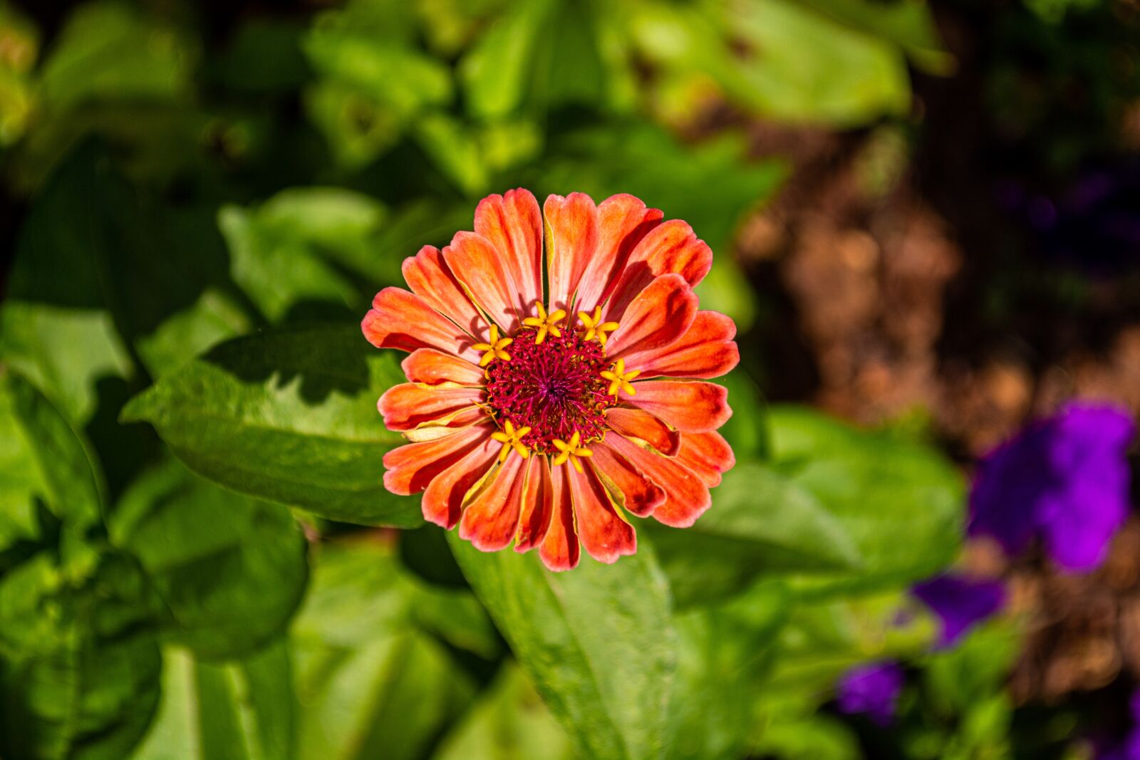 Nikon D5200 sample photo. Zinnia, flower, nature photography