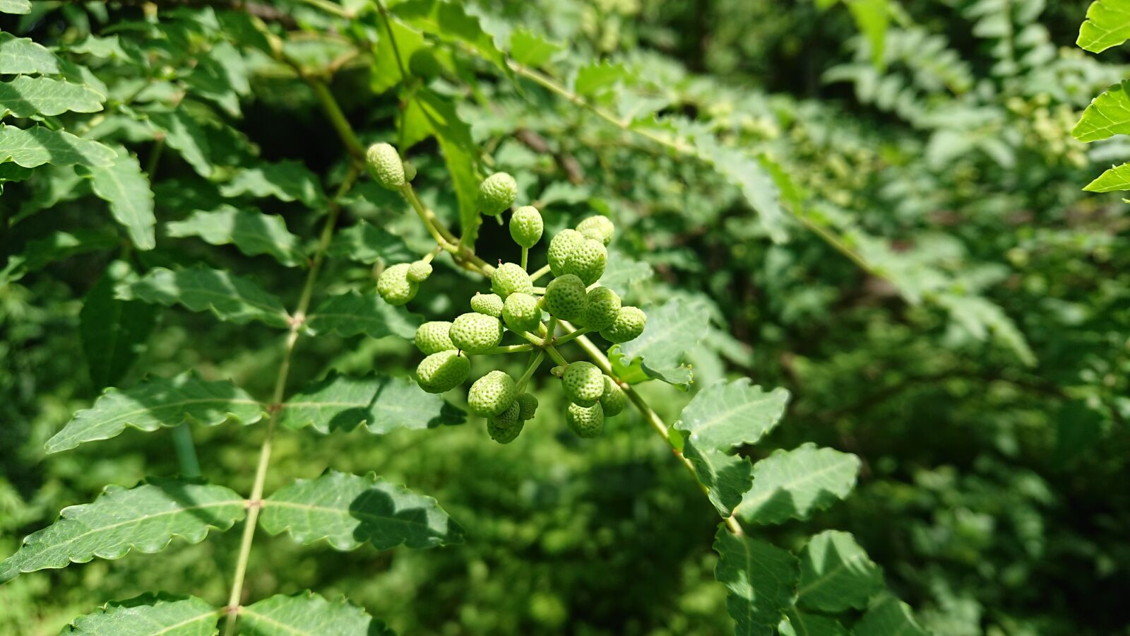 Sony Xperia XZ Premium sample photo. Natural, pepper, green photography
