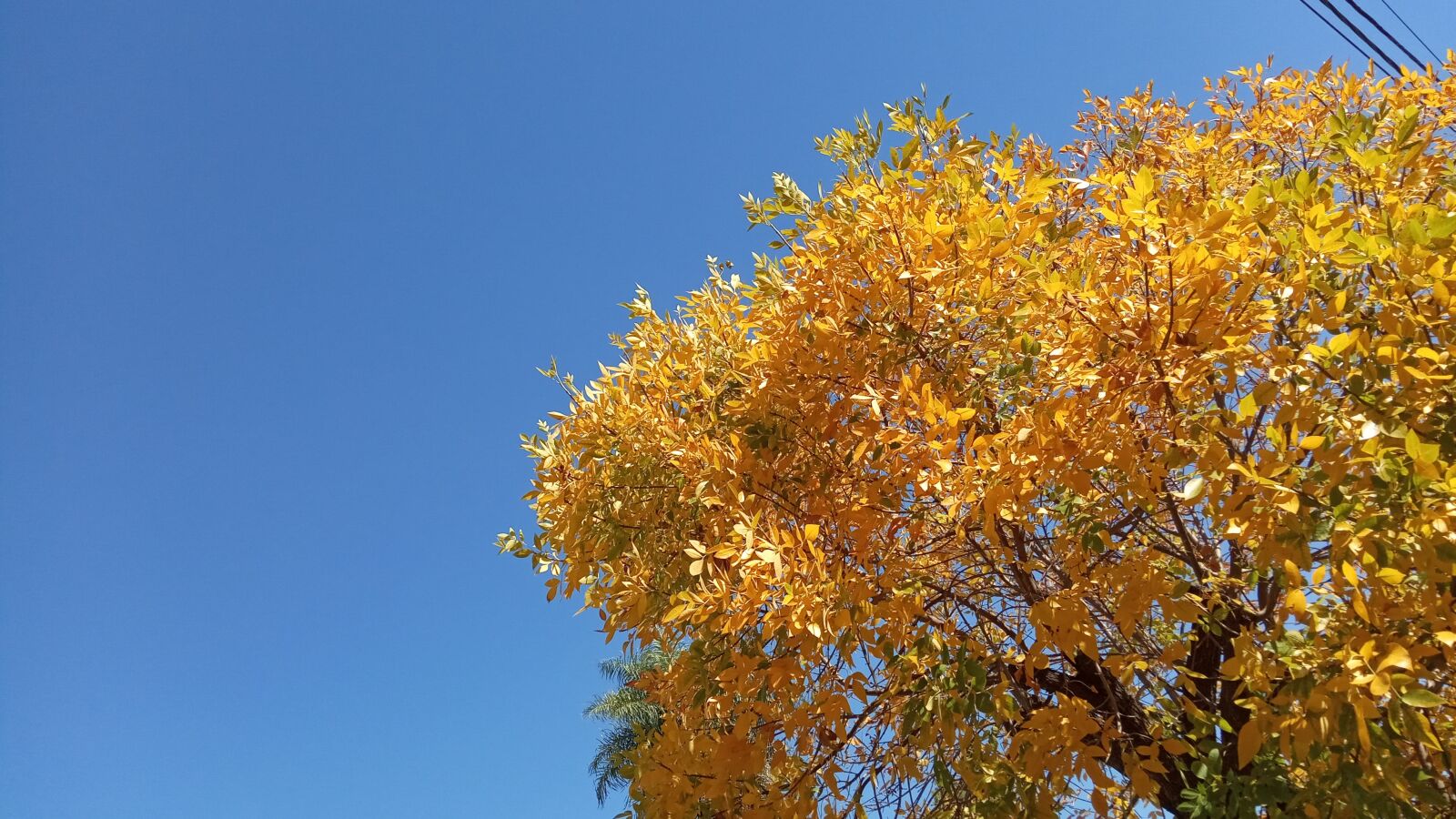 Xiaomi Redmi 6A sample photo. Sky, tree, autumn photography