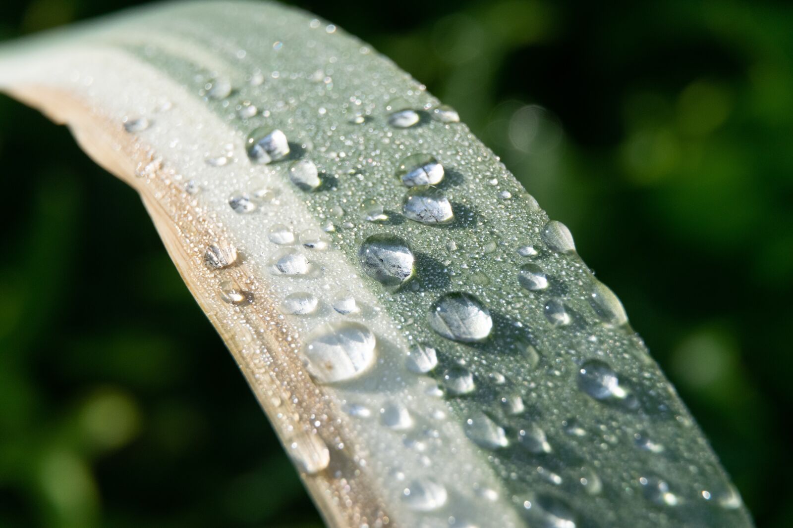 Nikon D3300 sample photo. Raindrop, water, foliage photography
