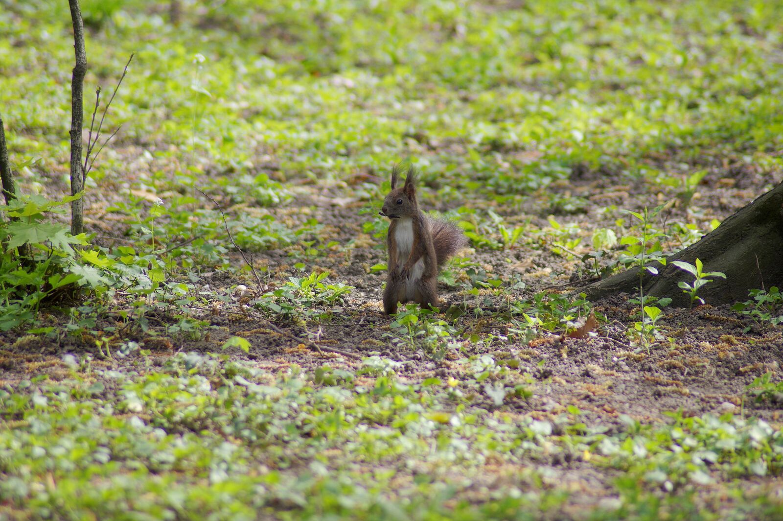 Pentax K-3 sample photo. Squirrel, little, animal photography