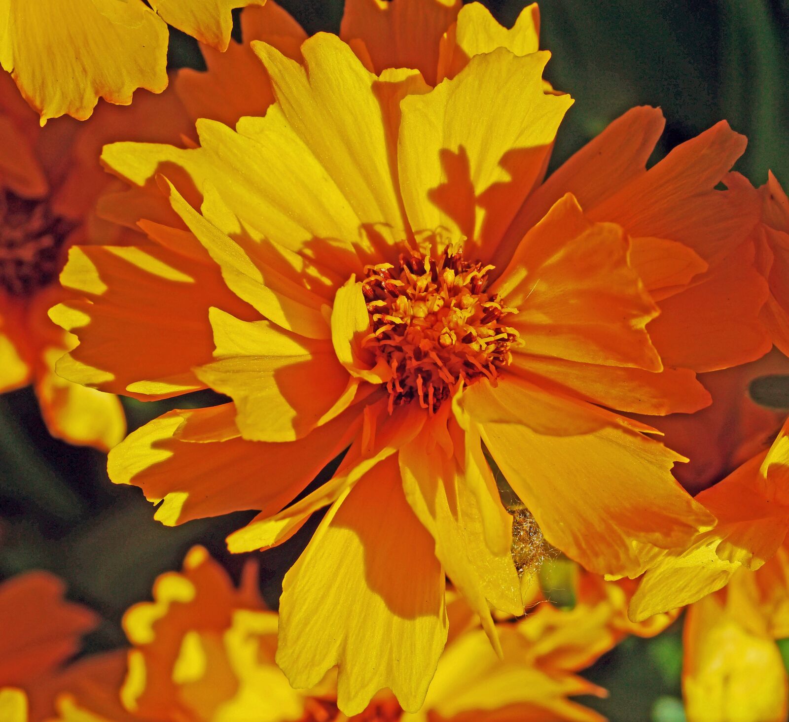 Panasonic Lumix DMC-G3 sample photo. Summer flower, m dchenauge photography