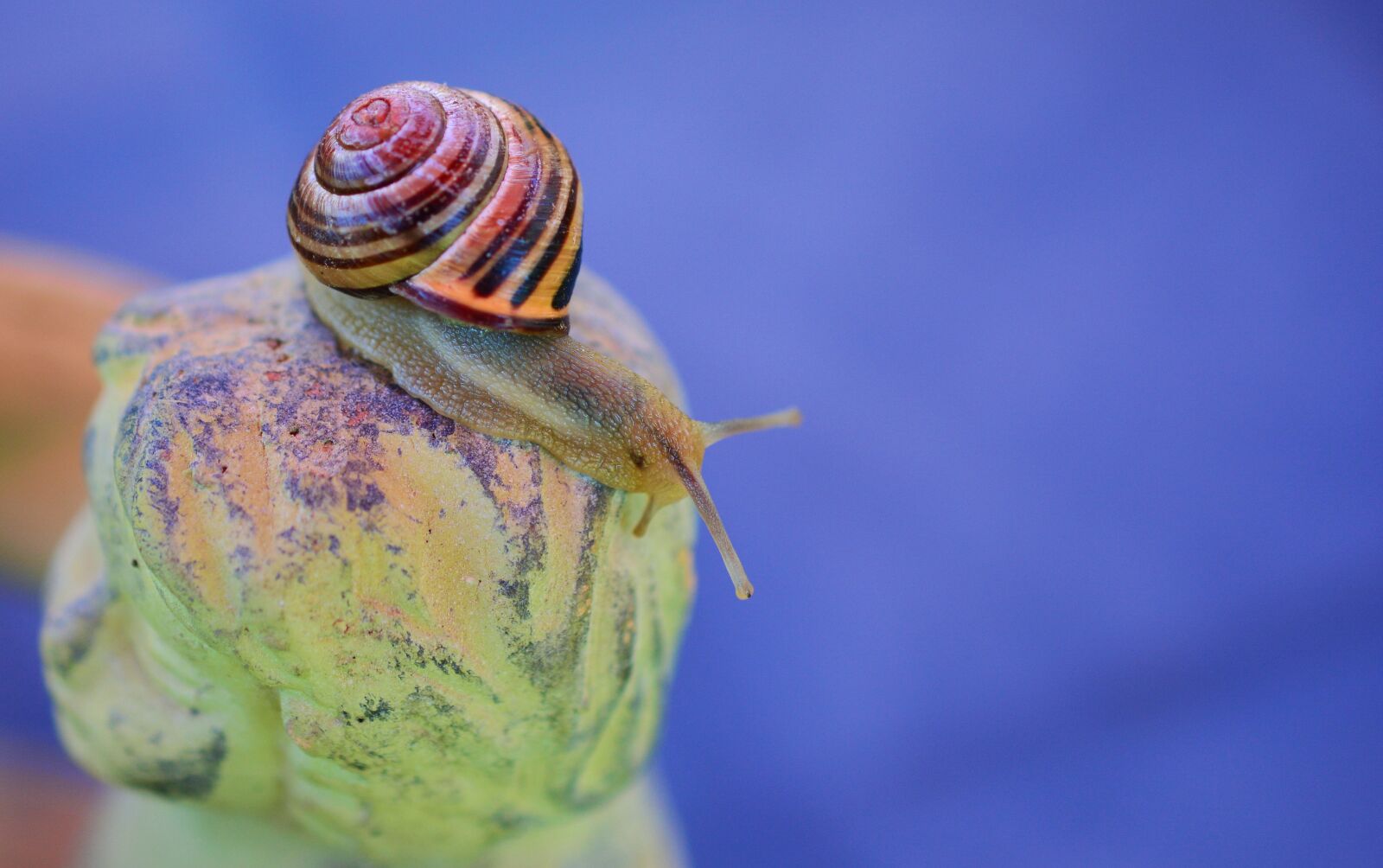 Nikon D5200 sample photo. Snail, tape worm, shell photography