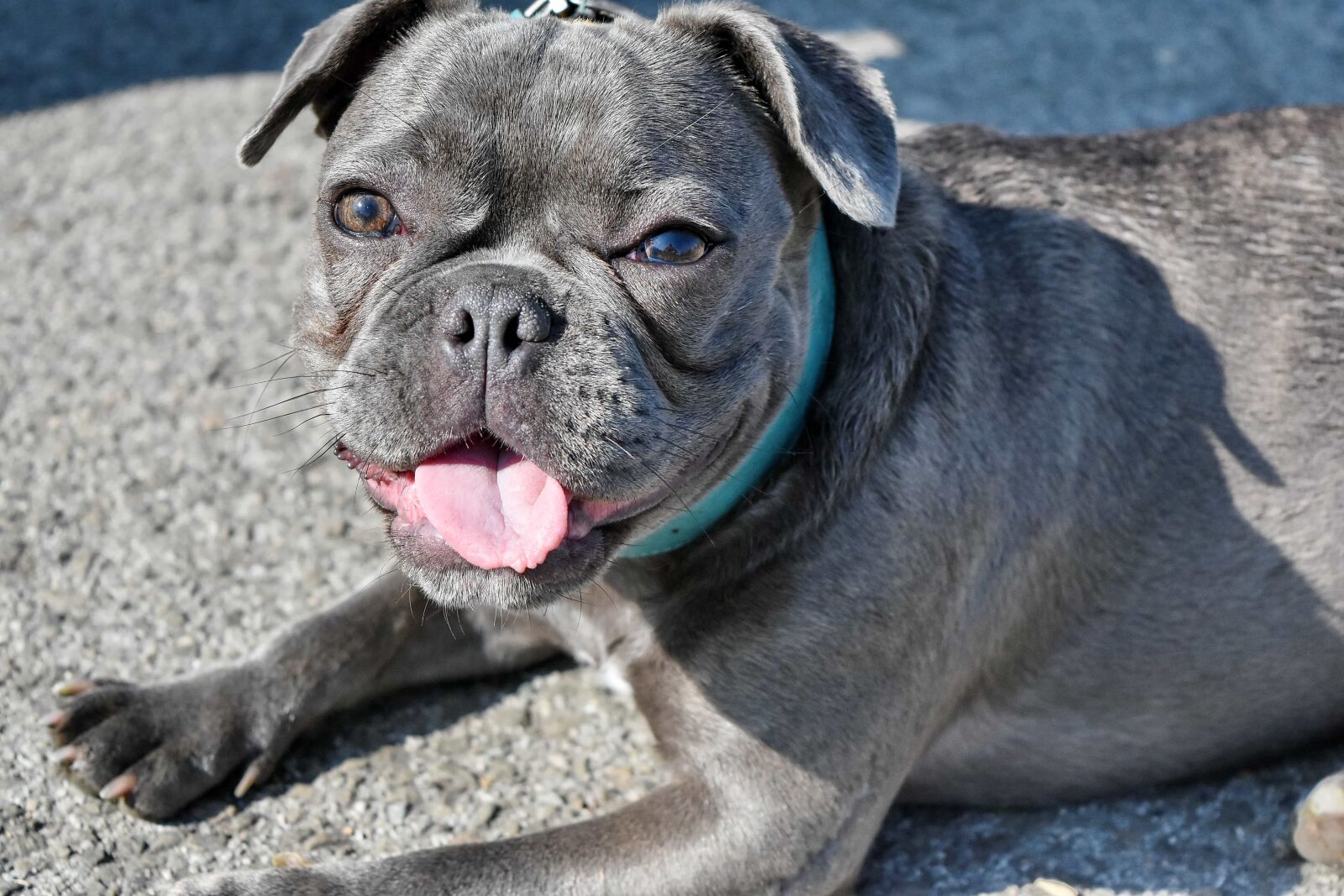 Nikon D5500 sample photo. Head, portrait, puppy, tongue photography