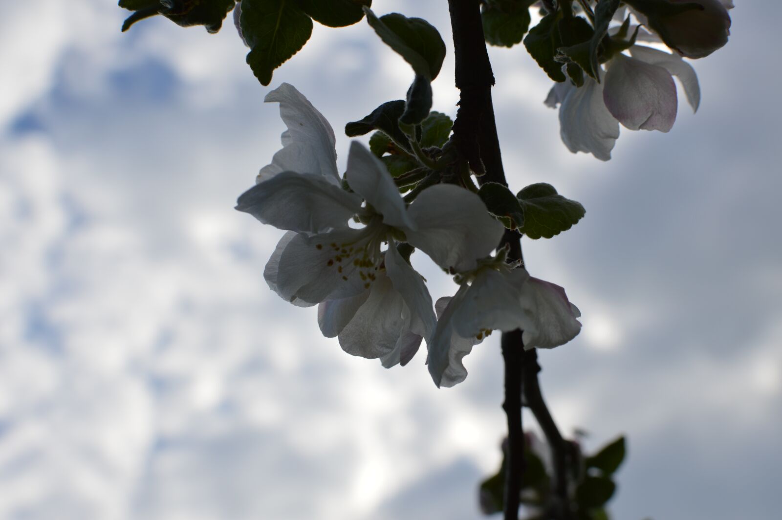 Nikon D3200 sample photo. Spring, apple, branch photography