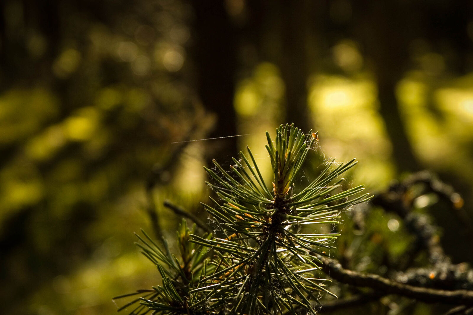 Nikon D70s sample photo. Forest, nature, pine, pine photography