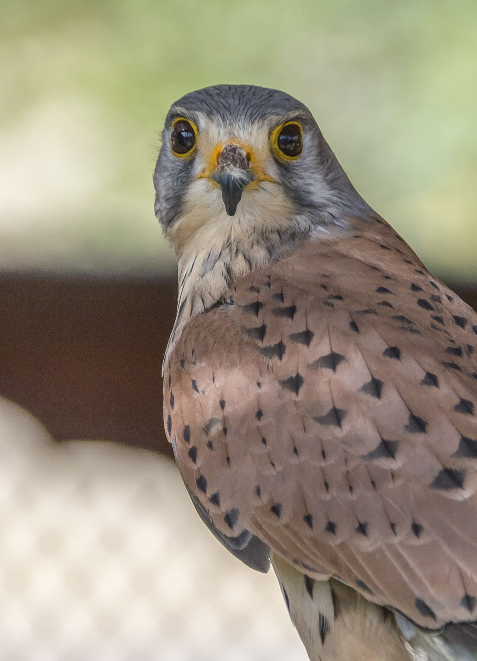 Nikon D3200 sample photo. Bird, raptor, nature photography