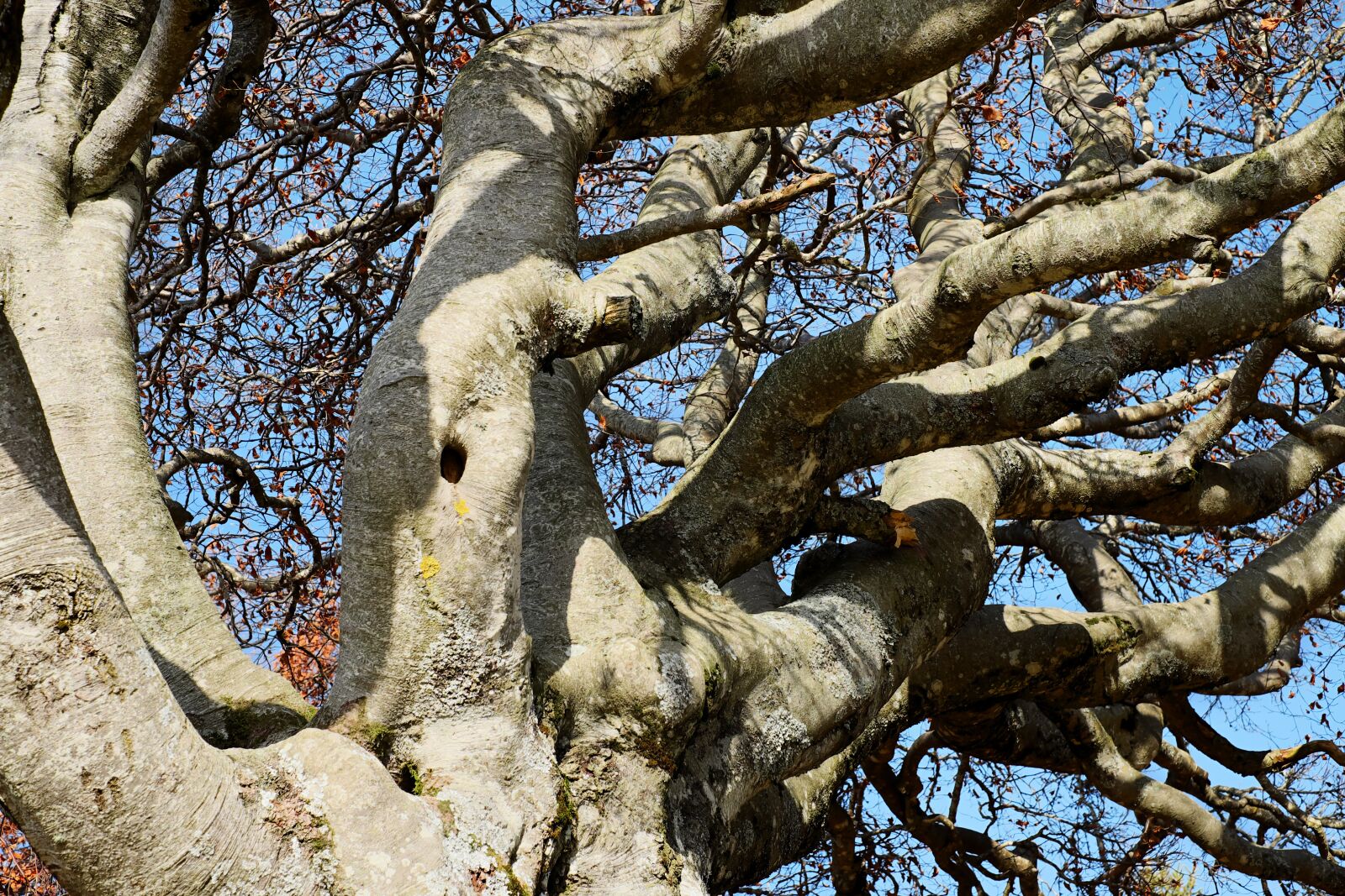 Fujifilm X-T10 + Fujifilm XF 35mm F1.4 R sample photo. Tree, crown, beech photography