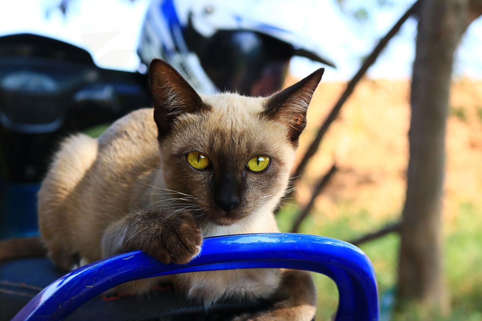 Canon EOS 750D (EOS Rebel T6i / EOS Kiss X8i) sample photo. Cat, eyes, face photography