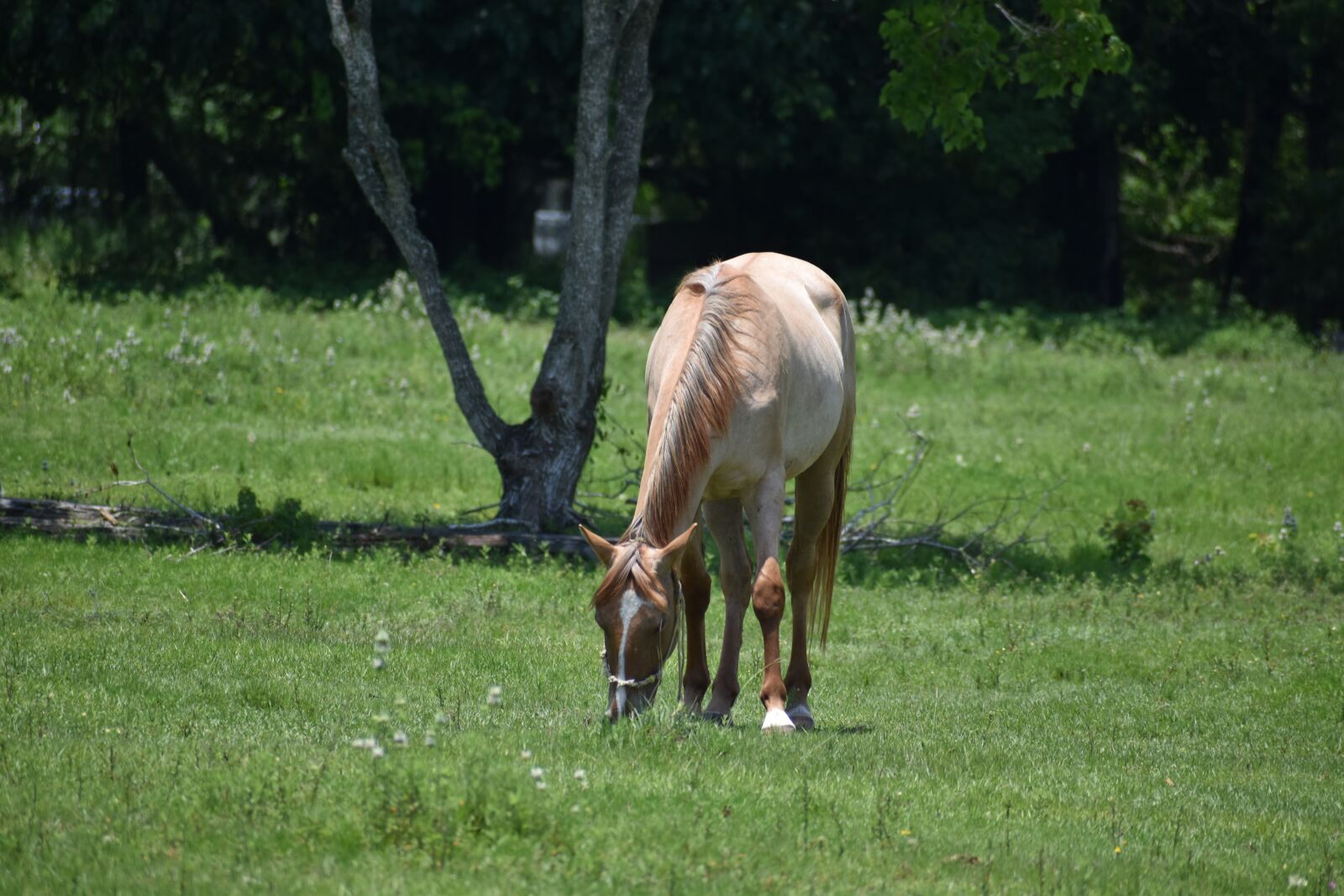 Nikon D3500 sample photo. Horse, female, horseback photography