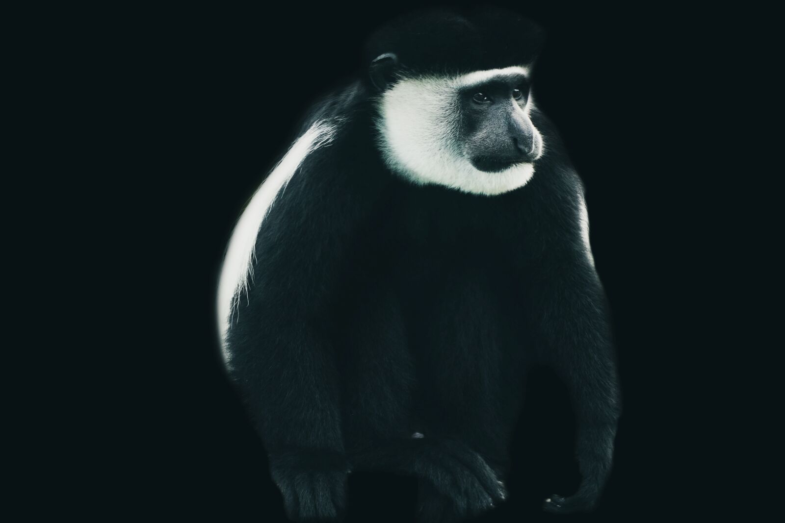 Sony a6400 sample photo. Monkey, animal portrait, black photography