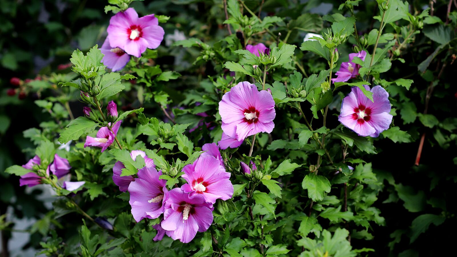 Canon EF 50mm F1.4 USM sample photo. Hibiscus, bush, mallow photography