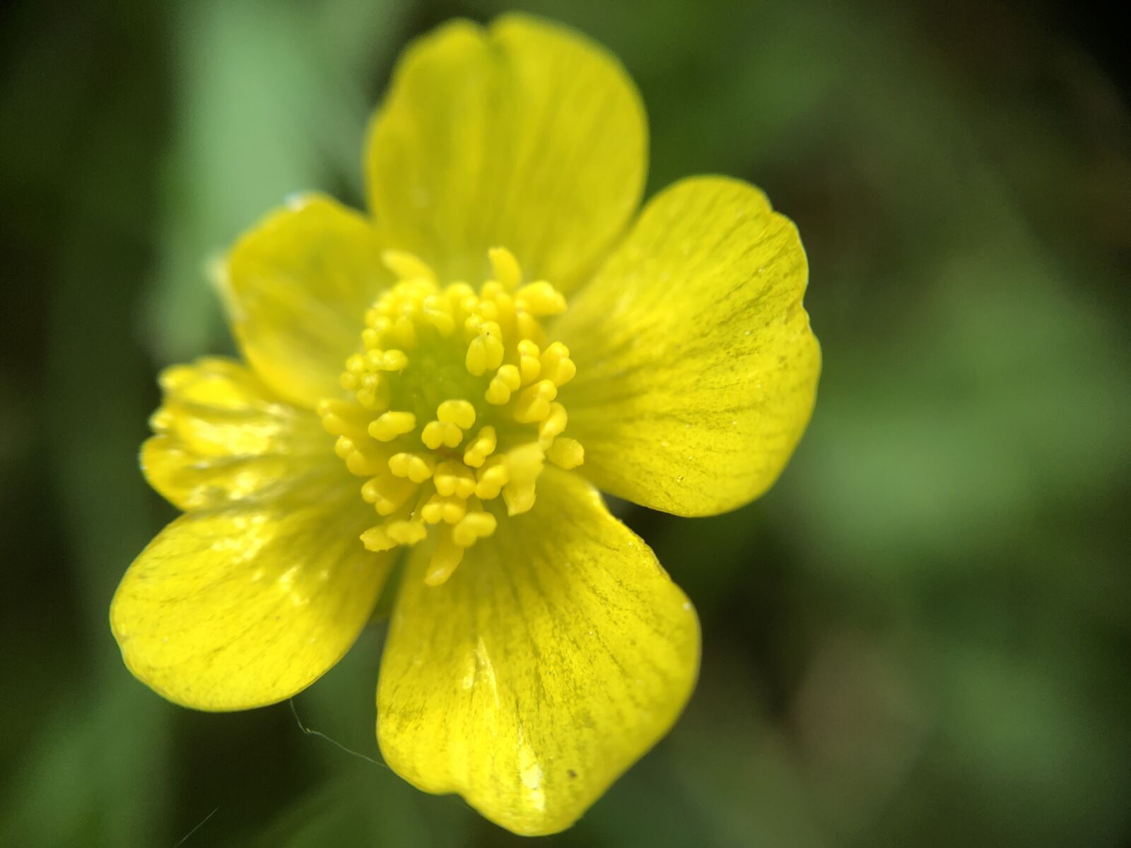 iPhone 8 back camera 3.99mm f/1.8 sample photo. Flower, bloom, yellow photography
