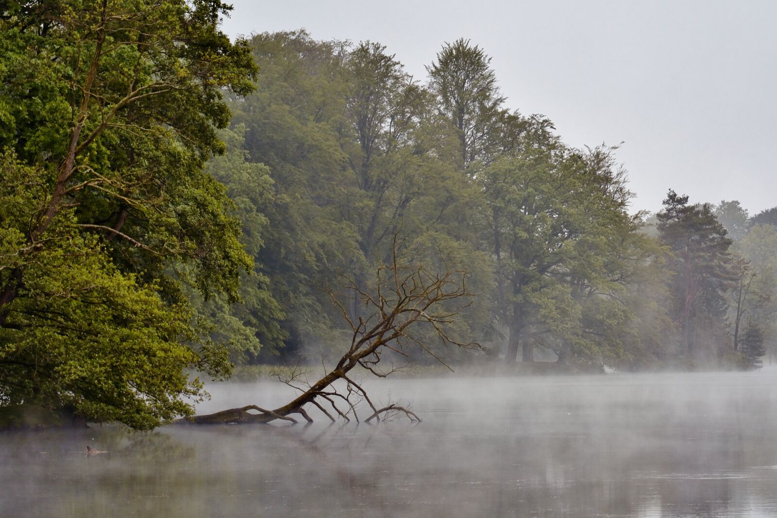 Nikon D5200 sample photo. Fog, morgenstimmung, park lake photography
