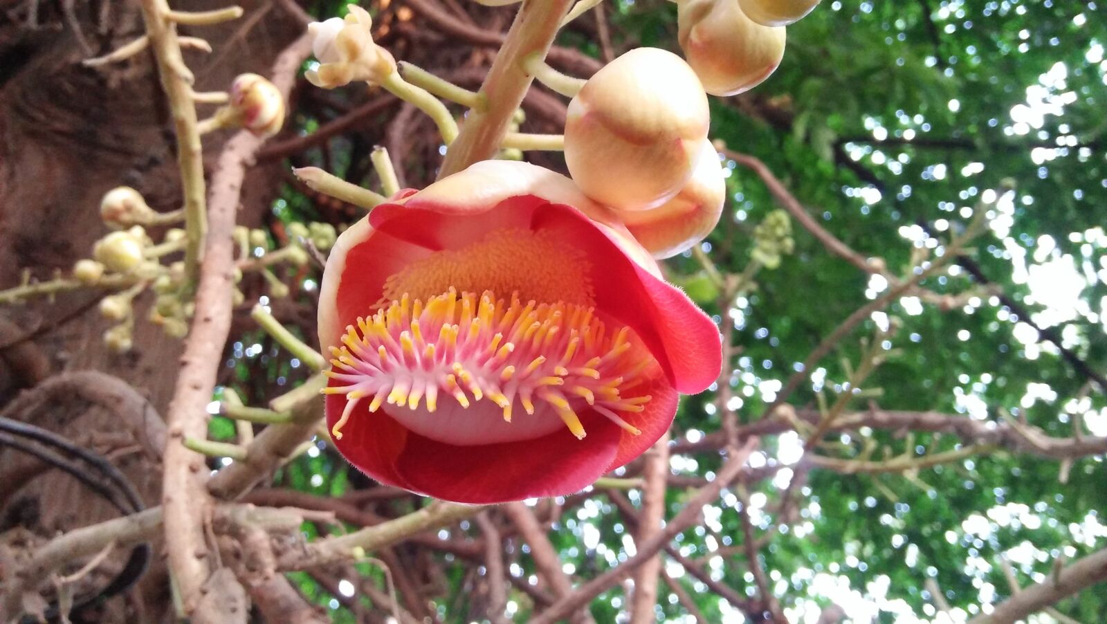 OPPO A37fw-International sample photo. Tree, nature, flora photography