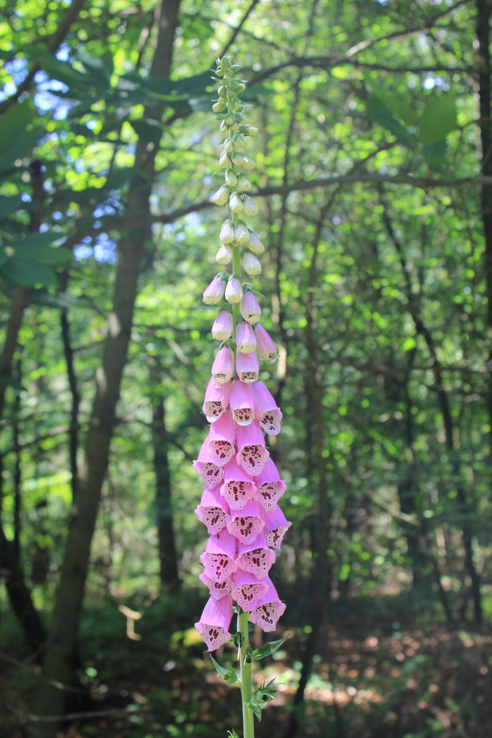 Canon EOS 550D (EOS Rebel T2i / EOS Kiss X4) sample photo. Thimble, plant, forest photography