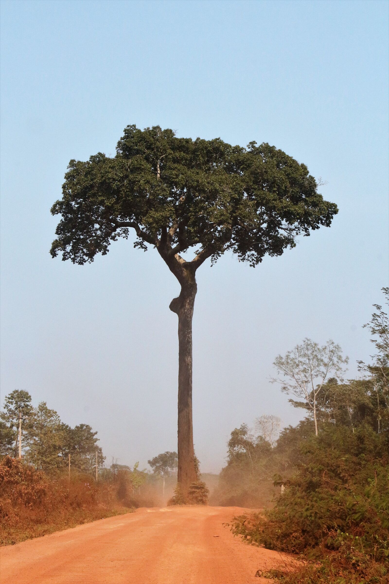 Canon EOS 700D (EOS Rebel T5i / EOS Kiss X7i) sample photo. Bertholletia excelsa, brazil nut photography