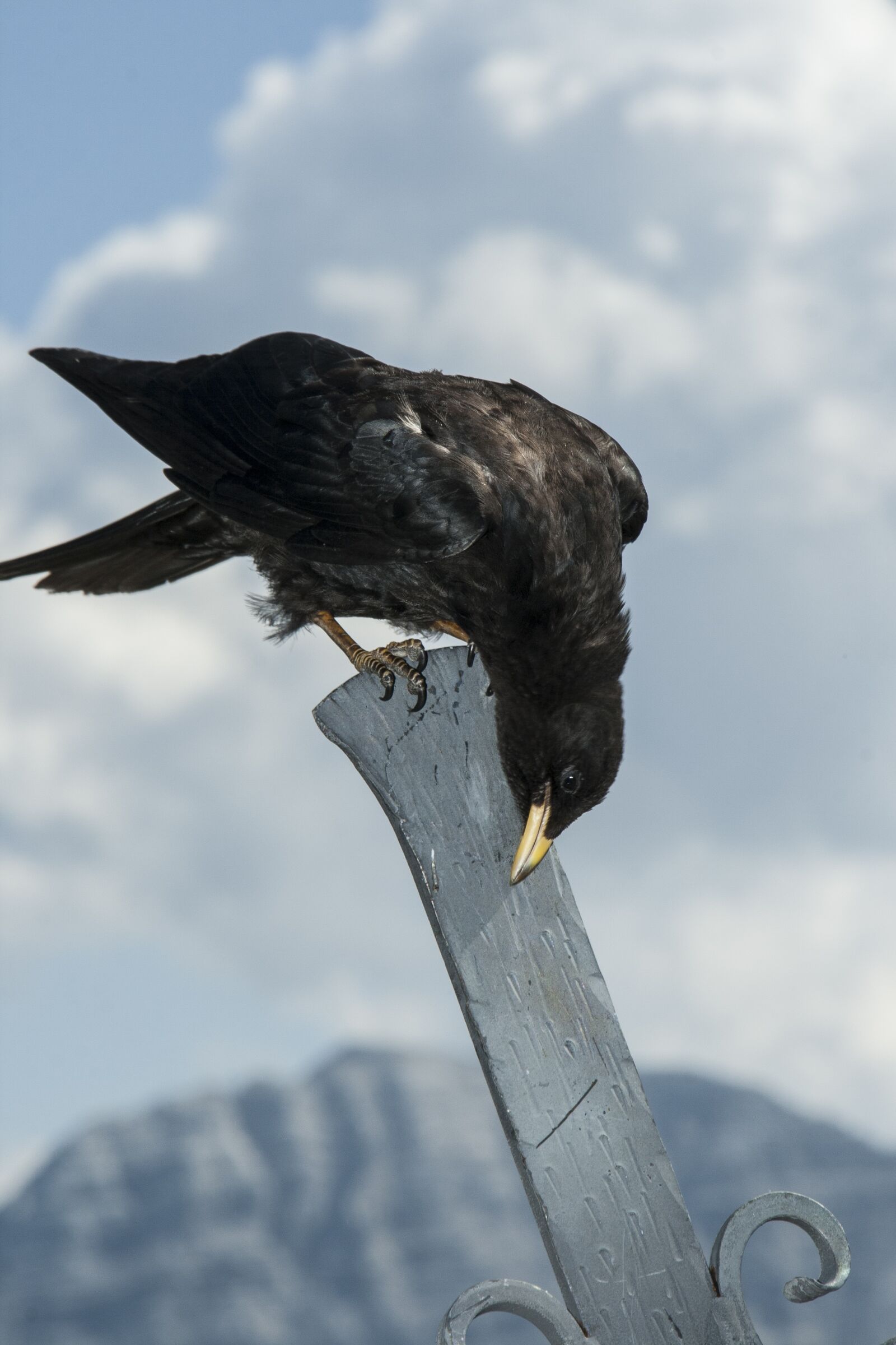 Canon EOS 400D (EOS Digital Rebel XTi / EOS Kiss Digital X) sample photo. Bird, black, alpine photography